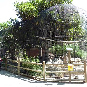 Africa/Madagascar Exhibit (6 Species)