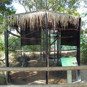 Cotton-Top Tamarin Exhibit