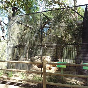 Golden Lion Tamarin/Blue-Crowned Motmot Exhibit