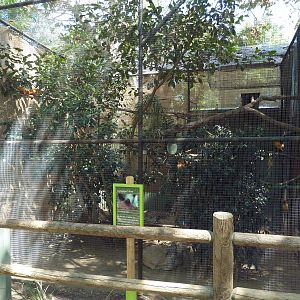 Golden Lion Tamarin Exhibit