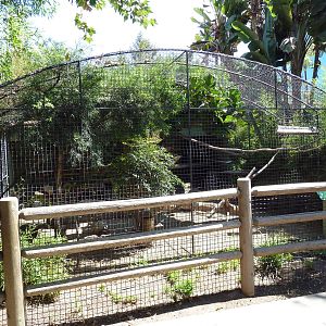 Margay Exhibit
