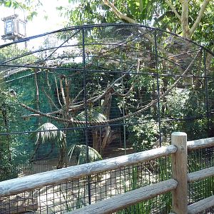 Cotton-Top Tamarin Exhibit