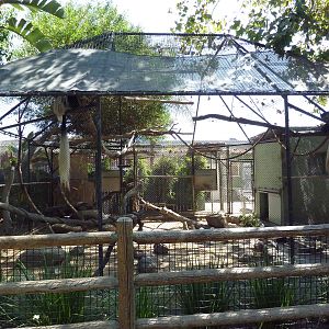 Colobus Monkey Exhibit