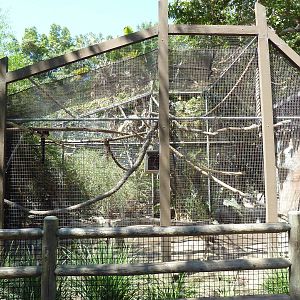 Black + White Ruffed Lemur Exhibit