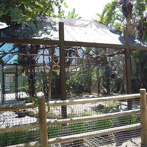 Silver Langur Exhibit