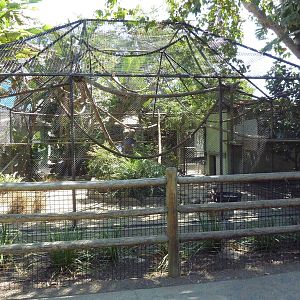 Brown-Headed/Black-Handed Spider Monkey Exhibit