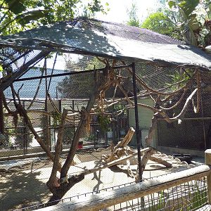White-Handed Gibbon Exhibit