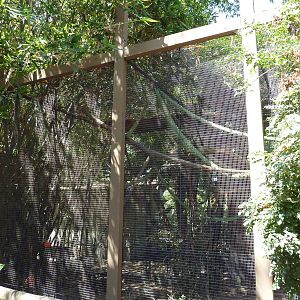 Crested Capuchin Exhibit