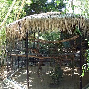 Golden-Headed Lion Tamarin Exhibit
