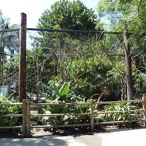 White-Faced Saki Monkey/Green Iguana Exhibit
