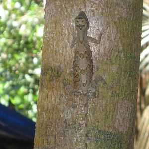 flying dragon (Draco walkeri)