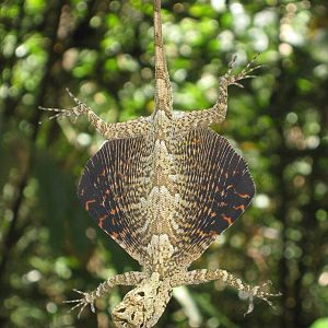 flying dragon (Draco walkeri)