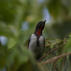black-fronted flowerpecker (Dicaeum igniferum)