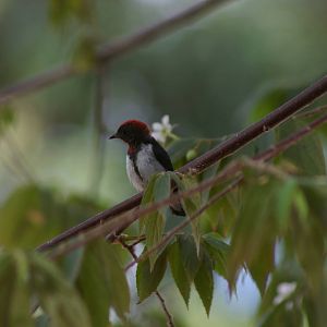 black-fronted flowerpecker (Dicaeum igniferum)