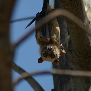 Sulawesi fruit bat (Acerodon celebensis)