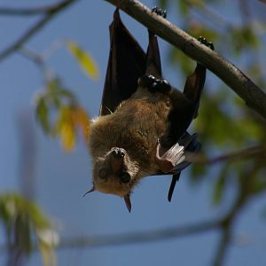 Sulawesi fruit bat (Acerodon celebensis)