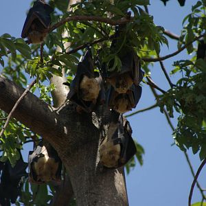 Sulawesi fruit bats (Acerodon celebensis)