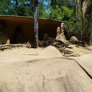 Meerkat Exhibit