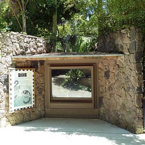 Ring-Tailed Lemur Exhibit