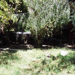 Reeves' Muntjac Exhibit