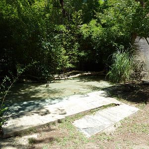 African Spurred Tortoise Exhibit