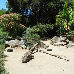Collared Peccary Exhibit