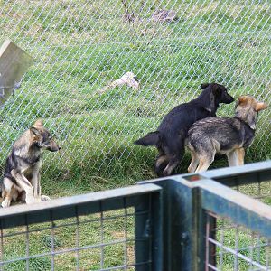 Tundra, Tala and Nuka the wolf cubs at UK Wolf Conservation Trust on 29 Aug