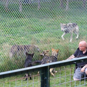Tala, Tundra and Nuka the wolf cubs at UK Wolf Conservation Trust on 29 Aug