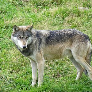 Motomo the European wolf at UK Wolf Conservation Trust on 29 August 2011