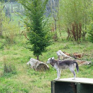Mai the Canadian wolf at UK Wolf Conservation Trust on 29 August 2011