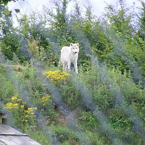 Arctic wolf cub at UK Wolf Conservation Trust on 29 August 2011