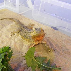 Bearded dragon at Quirk's Animal Roadshow on 29 August 2011