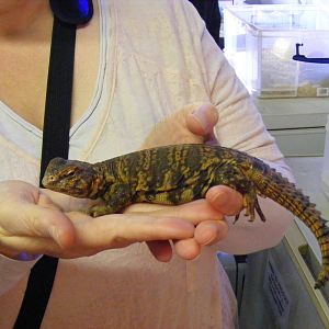 Uromastyx at Quirk's Animal Roadshow on 29 August 2011