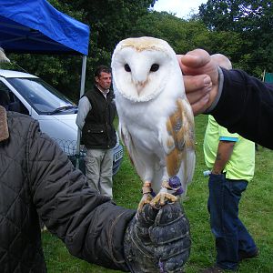 Barn owl at birds of prey display on 29 August 2011
