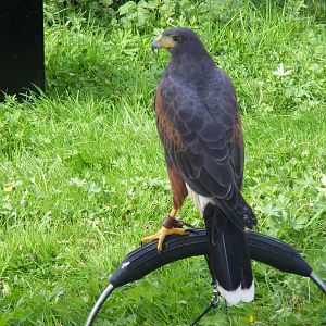 Harris hawk at birds of prey display on 29 August 2011