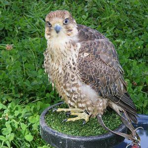 Peregrine x saker falcon at birds of prey display on 29 August 2011