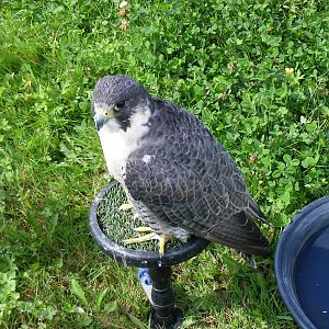 Peregrine falcon at birds of prey display on 29 August 2011
