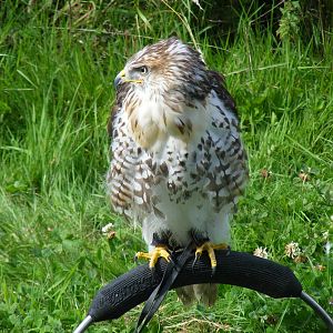 Ferruginous hawk at birds of prey display on 29 August 2011