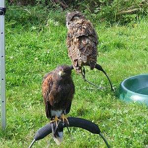 Harris hawk and European eagle owl at bird of prey display on 29 August 201
