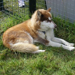 Siberian husky from Karluk Siberian huskies on 29 August 2011