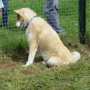 Siberian husky from Karluk Siberian huskies on 29 August 2011
