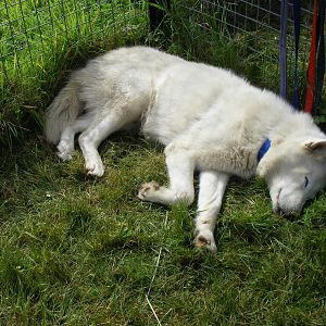 Siberian husky from Karluk Siberian huskies on 29 August 2011