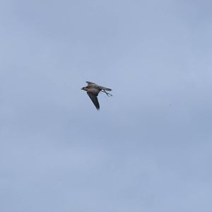 Peregrine x saker falcon at bird of prey display on 29 August 2011