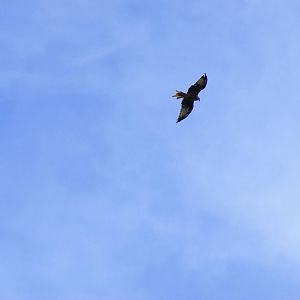 Red kite above the car park at UK Wolf Conservation Trust on 29 August 2011