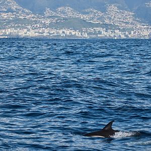 Common Dolphin