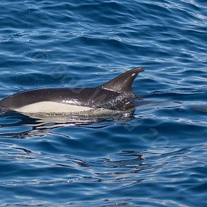 Common Dolphin