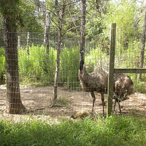Emu