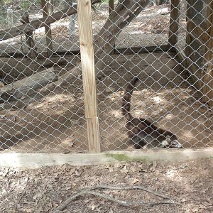 White-Nosed Coati
