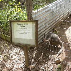 Tammar Wallaby