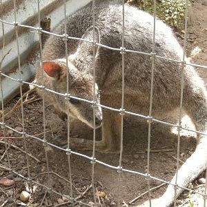 Tammar Wallaby